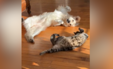 ‘Inseparable’ Dog and Cat’s Synchronized Sunbathing Seen by Millions