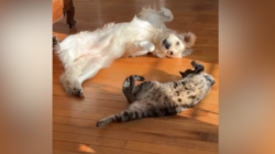 ‘Inseparable’ Dog and Cat’s Synchronized Sunbathing Seen by Millions