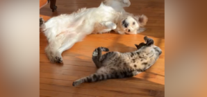 ‘Inseparable’ Dog and Cat’s Synchronized Sunbathing Seen by Millions