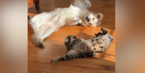 ‘Inseparable’ Dog and Cat’s Synchronized Sunbathing Seen by Millions