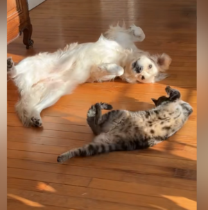 ‘Inseparable’ Dog and Cat’s Synchronized Sunbathing Seen by Millions