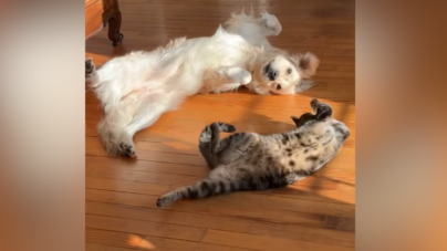 ‘Inseparable’ Dog and Cat’s Synchronized Sunbathing Seen by Millions
