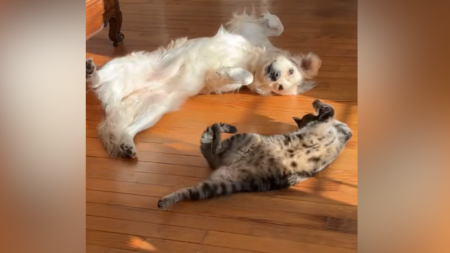 ‘Inseparable’ Dog and Cat’s Synchronized Sunbathing Seen by Millions