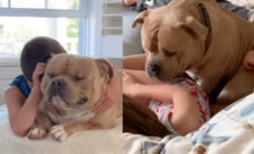 Mom Ignores Warnings Bully Dog Will Turn on Kids One Day—Then Comes Reality