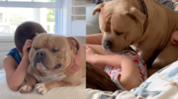 Mom Ignores Warnings Bully Dog Will Turn on Kids One Day—Then Comes Reality