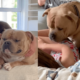 Mom Ignores Warnings Bully Dog Will Turn on Kids One Day—Then Comes Reality