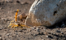 Pet Warning Issued as Millions of Scorpions Emerge Early