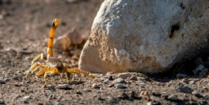 Pet Warning Issued as Millions of Scorpions Emerge Early