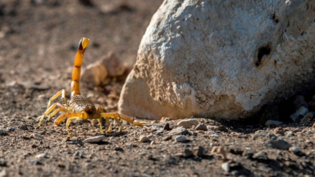 Pet Warning Issued as Millions of Scorpions Emerge Early