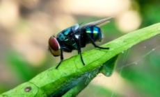 Flesh‑Eating Insect Eradicated From the US in 1966 Seen Nearing Border