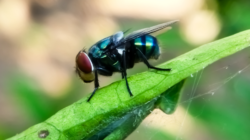 Flesh‑Eating Insect Eradicated From the US in 1966 Seen Nearing Border