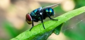 Flesh‑Eating Insect Eradicated From the US in 1966 Seen Nearing Border