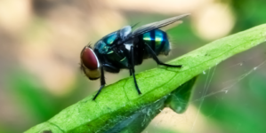 Flesh‑Eating Insect Eradicated From the US in 1966 Seen Nearing Border