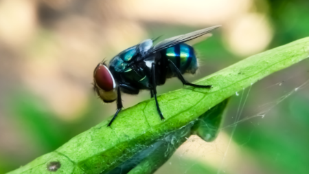 Flesh‑Eating Insect Eradicated From the US in 1966 Seen Nearing Border