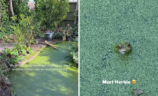 Couple Buy Old Home, Then Discover Something Unexpected in Backyard