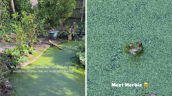 Couple Buy Old Home, Then Discover Something Unexpected in Backyard