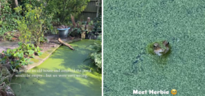 Couple Buy Old Home, Then Discover Something Unexpected in Backyard