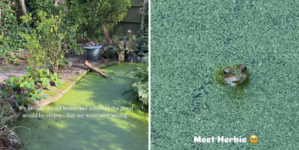 Couple Buy Old Home, Then Discover Something Unexpected in Backyard