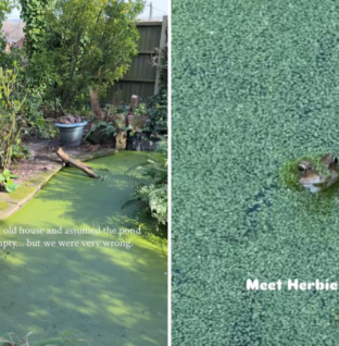 Couple Buy Old Home, Then Discover Something Unexpected in Backyard