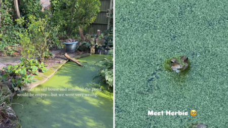 Couple Buy Old Home, Then Discover Something Unexpected in Backyard