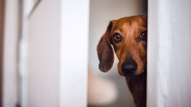 What Dachshund Does When He Wants To Come Inside Has Internet in Stitches