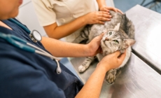 Laughter As Cat Owner Spends $1,500 on Vet Visit—Then Reveals ‘Diagnosis’ 