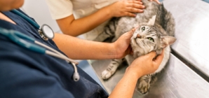 Laughter As Cat Owner Spends $1,500 on Vet Visit—Then Reveals ‘Diagnosis’ 