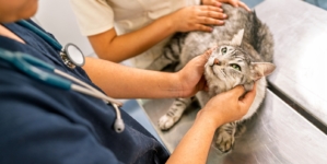 Laughter As Cat Owner Spends $1,500 on Vet Visit—Then Reveals ‘Diagnosis’ 