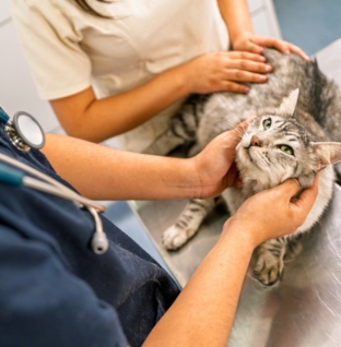 Laughter As Cat Owner Spends $1,500 on Vet Visit—Then Reveals ‘Diagnosis’ 