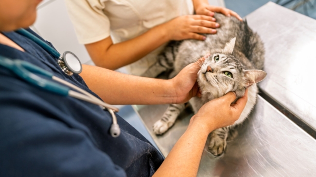 Laughter As Cat Owner Spends $1,500 on Vet Visit—Then Reveals ‘Diagnosis’ 