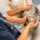 Laughter As Cat Owner Spends $1,500 on Vet Visit—Then Reveals ‘Diagnosis’ 