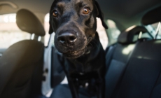 Labrador Goes for Ride—Why He’s ‘Excited’ Melts Hearts
