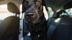 Labrador Goes for Ride—Why He’s ‘Excited’ Melts Hearts