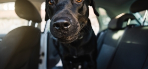 Labrador Goes for Ride—Why He’s ‘Excited’ Melts Hearts