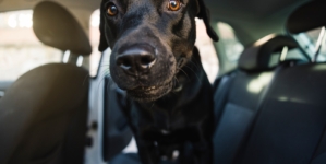 Labrador Goes for Ride—Why He’s ‘Excited’ Melts Hearts