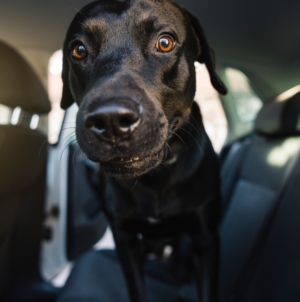 Labrador Goes for Ride—Why He’s ‘Excited’ Melts Hearts
