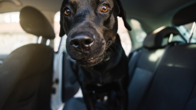 Labrador Goes for Ride—Why He’s ‘Excited’ Melts Hearts