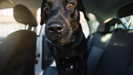 Labrador Goes for Ride—Why He’s ‘Excited’ Melts Hearts