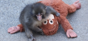 Punch the Monkey Hits Major Milestone—but What Does it Really Mean?