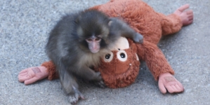 Punch the Monkey Hits Major Milestone—but What Does it Really Mean?