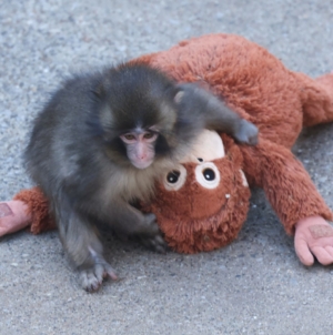 Punch the Monkey Hits Major Milestone—but What Does it Really Mean?