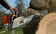 Public Outcry After Park Trees Ruined for Wedding Decor, Deemed ‘Criminal’