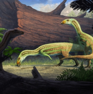 Ancient Croc That Walked on Two Legs Found in Petrified Forest