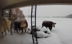 Man Checks Doorbell Camera, Discovers Herd of ‘Escaped’ Animals Outside