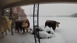Man Checks Doorbell Camera, Discovers Herd of ‘Escaped’ Animals Outside