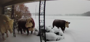 Man Checks Doorbell Camera, Discovers Herd of ‘Escaped’ Animals Outside