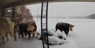 Man Checks Doorbell Camera, Discovers Herd of ‘Escaped’ Animals Outside