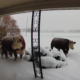 Man Checks Doorbell Camera, Discovers Herd of ‘Escaped’ Animals Outside