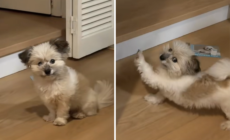 Hearts Melt As Deaf Rescue Dog Demands Same Morning Routine Every Day