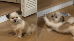 Hearts Melt As Deaf Rescue Dog Demands Same Morning Routine Every Day